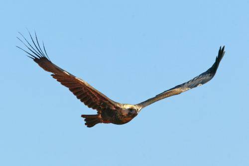 Wedge tailed Eagle