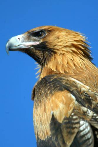 Wedge tailed Eagle