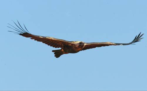 Wedge tailed Eagle