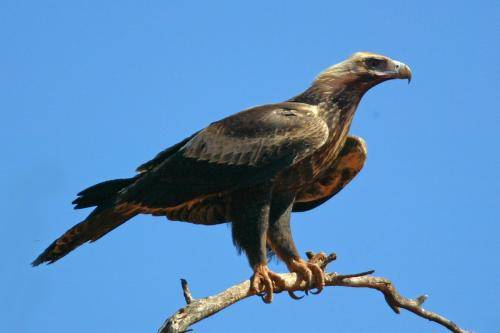Wedge tailed Eagle