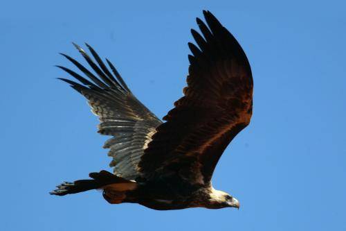 Wedge tailed Eagle