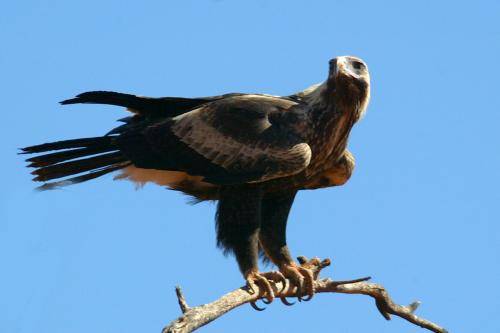 Wedge tailed Eagle