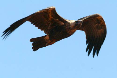 Wedge tailed Eagle