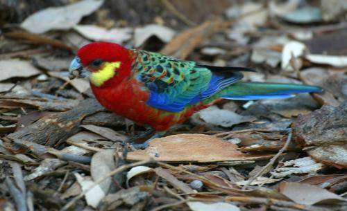 Western Rosella