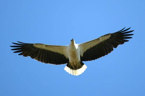 White bellied Sea Eagle