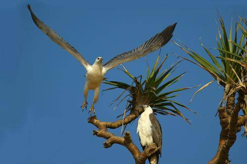 White bellied Sea Eagle