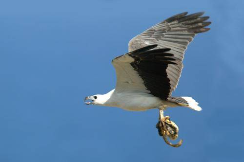 White bellied Sea Eagle