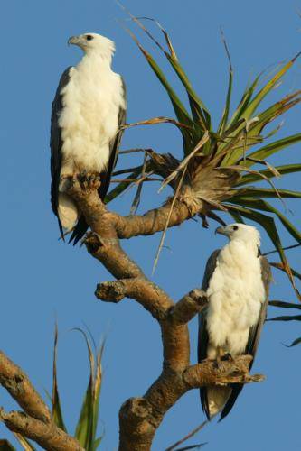 White bellied Sea Eagle