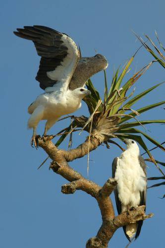 White bellied Sea Eagle