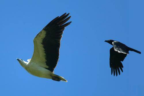 White bellied Sea Eagle