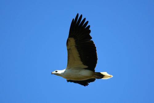 White bellied Sea Eagle