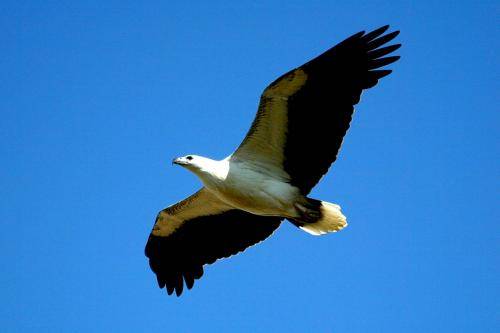 White bellied Sea Eagle