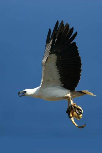 White bellied Sea Eagle
