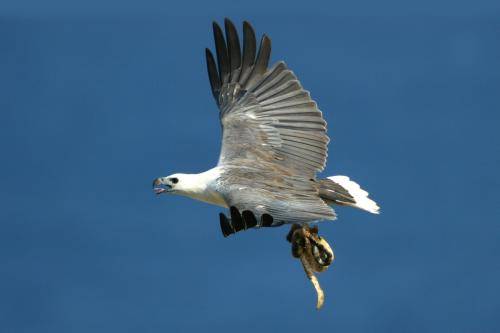 White bellied Sea Eagle