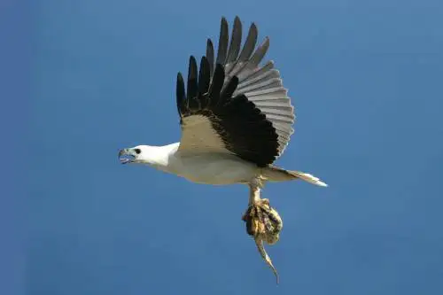 White bellied Sea Eagle
