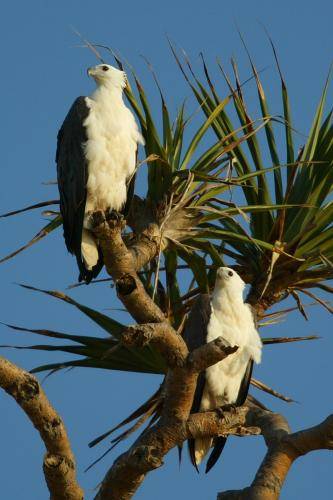 White bellied Sea Eagle
