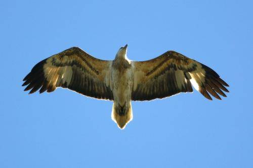 White bellied Sea Eagle