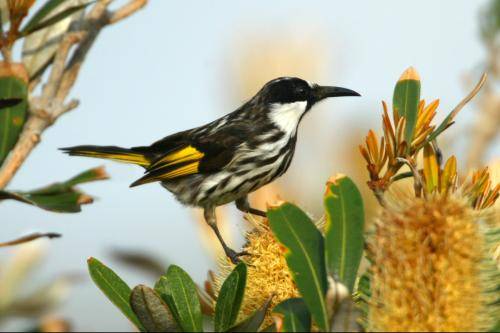 White cheeked Honeyeater
