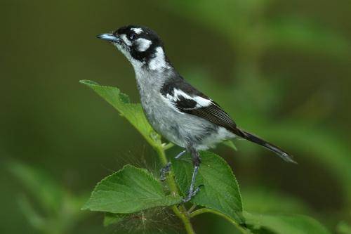 White eared Monarch