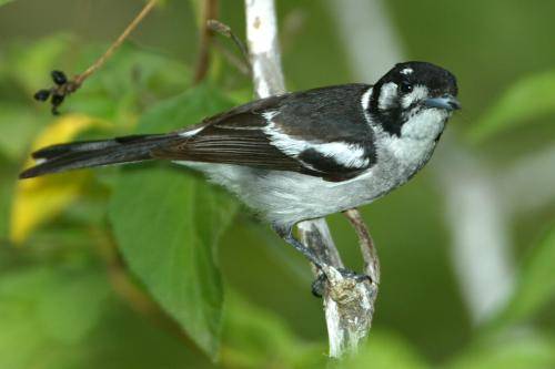 White eared Monarch