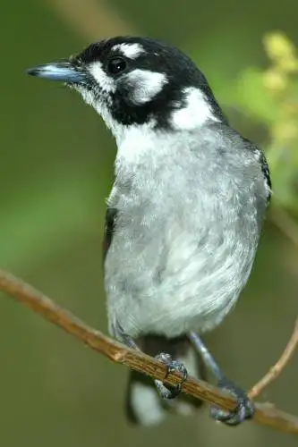 White eared Monarch