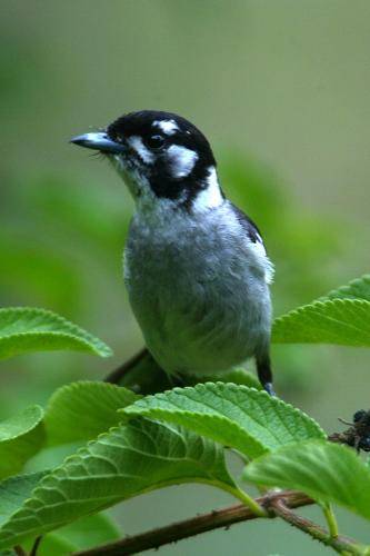 White eared Monarch