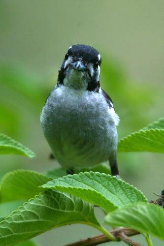 White eared Monarch