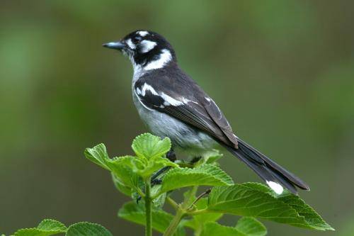 White eared Monarch