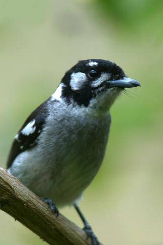 White eared Monarch