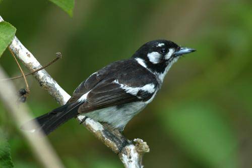 White eared Monarch