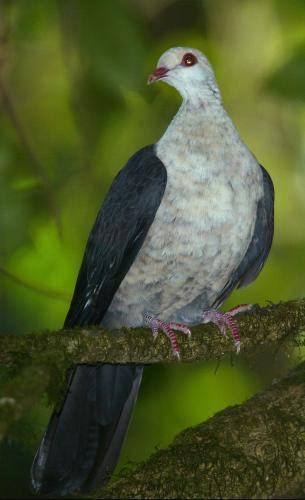 White headed Pigeon