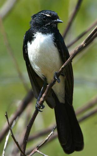 Willie Wagtail