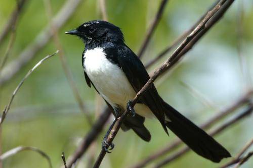 Willie Wagtail