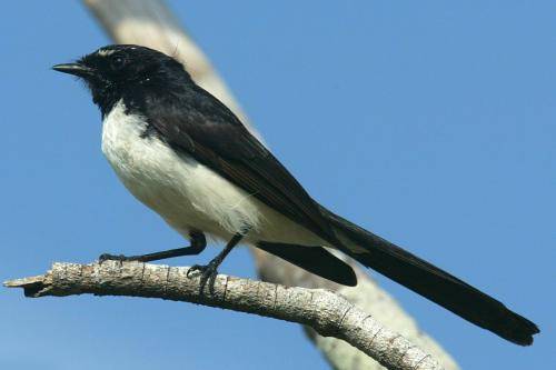 Willie Wagtail