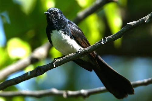 Willie Wagtail