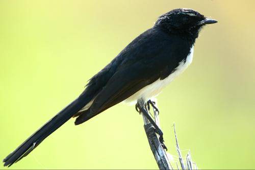 Willie Wagtail
