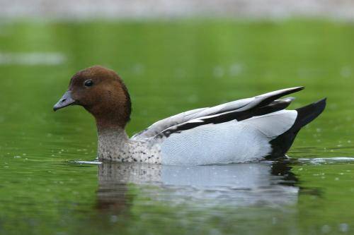 Australian Wood Duck