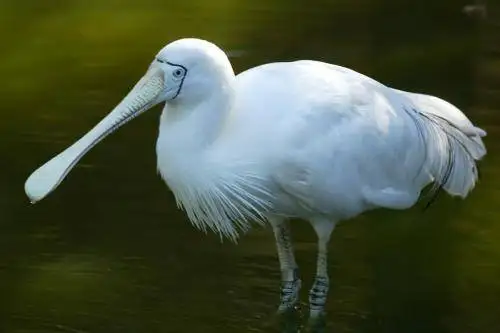Yellow billed Spoonbill
