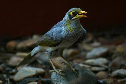 Yellow throated Miner