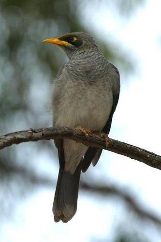 Yellow throated Miner