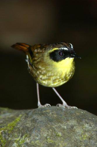 Yellow throated Scrubwren