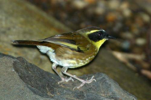 Yellow throated Scrubwren
